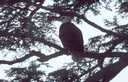 picture of bald eagle perched in tree