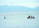 Orca Whale and Fishermen both fishing for salmon in the San Juan Islands