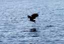 View of eagle catching fish, often seen in the San Juan Islands