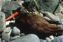 Picture of Oystercatcher bird seen in San Juan Islands