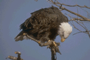 Close up picture of eagle perched on tree limb